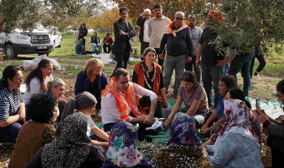 CHP İzmir İl Başkanı Çağatay Güç, Kemalpaşa’daki zeytin hasadında üreticilerin