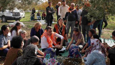 CHP İzmir İl Başkanı Çağatay Güç, Kemalpaşa’daki zeytin hasadında üreticilerin