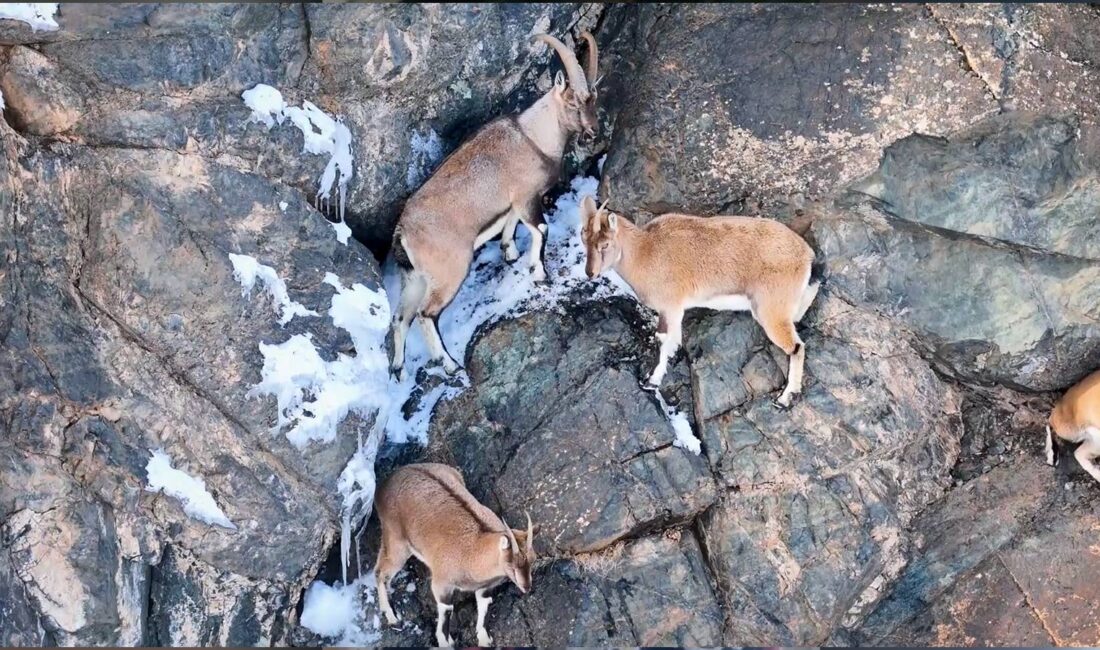 Konya-Seydişehir’de yasa dışı avlanan kişiler, parçalanmış 2 yaban keçisiyle yakalandı.