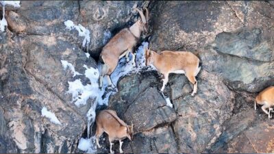 Konya-Seydişehir’de yasa dışı avlanan kişiler, parçalanmış 2 yaban keçisiyle yakalandı.