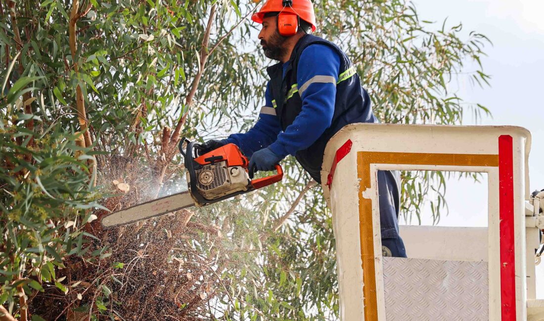 Buca Belediyesi, kent genelindeki ağaç budama ve bakım çalışmalarına hız