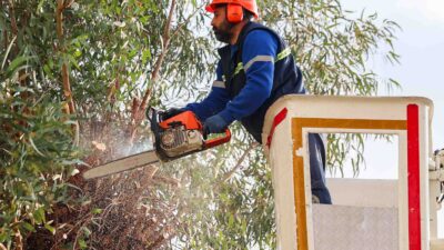 Buca Belediyesi, kent genelindeki ağaç budama ve bakım çalışmalarına hız