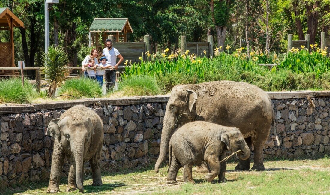 Ara tatilde binlerce ziyaretçiyi ağırlayan İzmir Doğal Yaşam Parkı’nda çocuklar