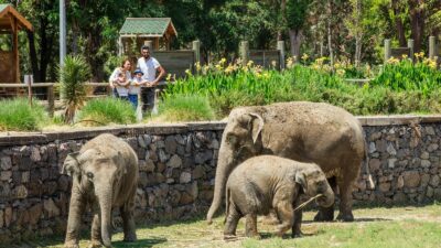 Ara tatilde binlerce ziyaretçiyi ağırlayan İzmir Doğal Yaşam Parkı’nda çocuklar