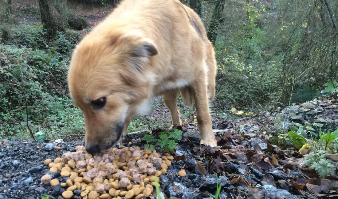 İstanbul Valiliği, halk sağlığı ve çevre düzeni gerekçesiyle sokak hayvanlarının