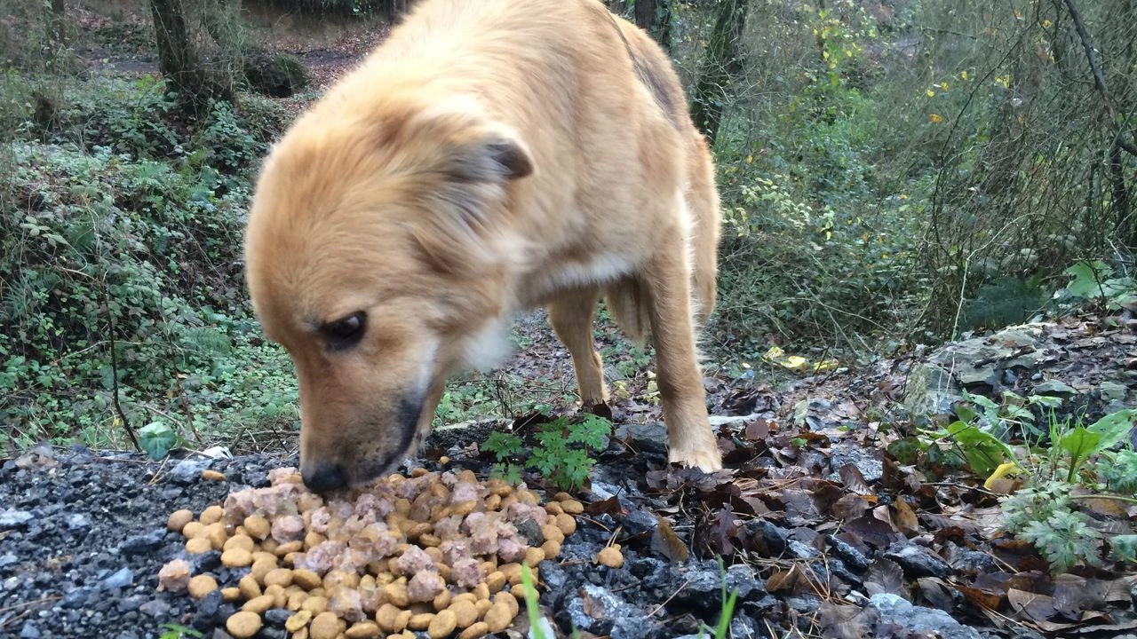 İstanbul Valiliği, halk sağlığı ve çevre düzeni gerekçesiyle sokak hayvanlarının