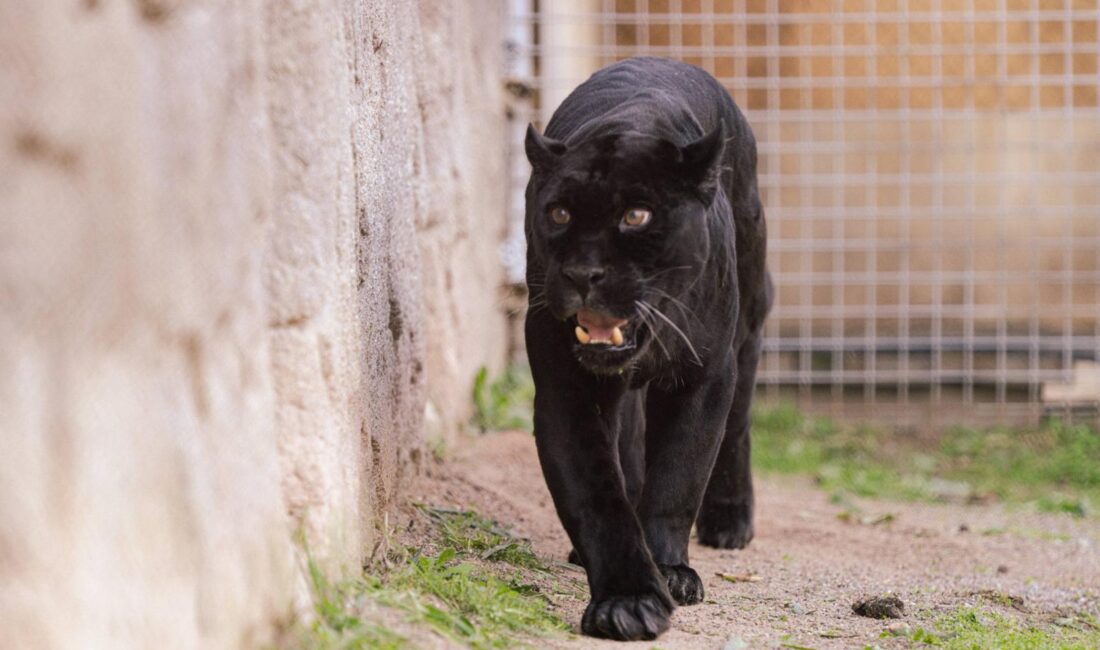 Nesli tükenme tehlikesi altındaki o nadir tür artık İzmirli oldu!