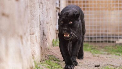 Nesli tükenme tehlikesi altındaki o nadir tür artık İzmirli oldu!