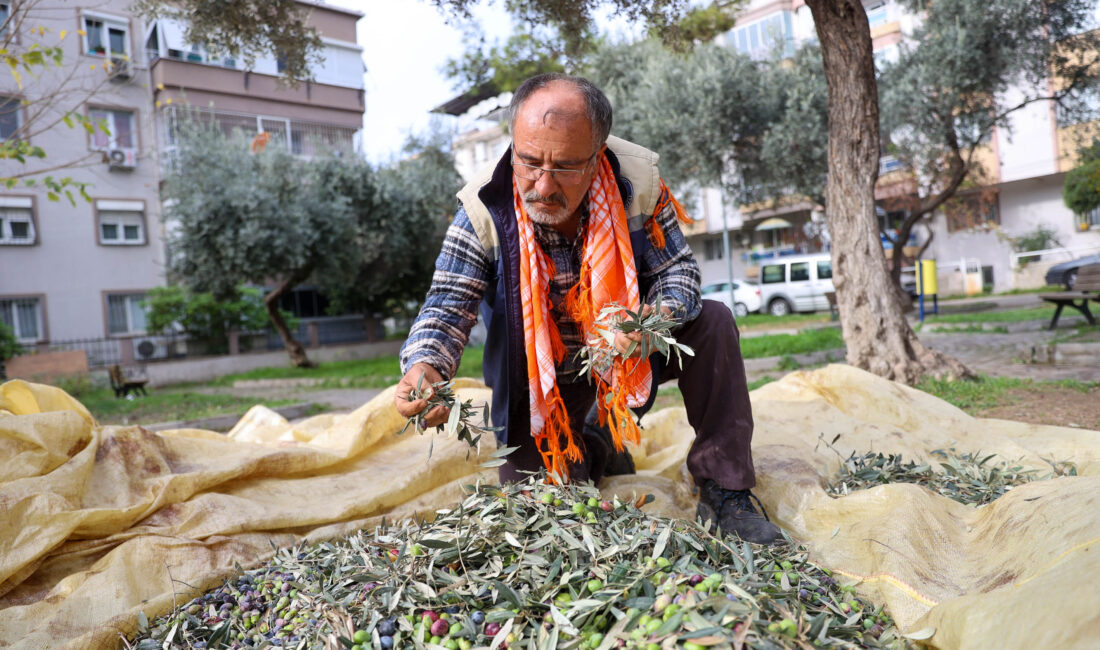 Dayanışmanın en güzel örneklerinden birini sergileyen Buca’da, zeytin hasadından elde