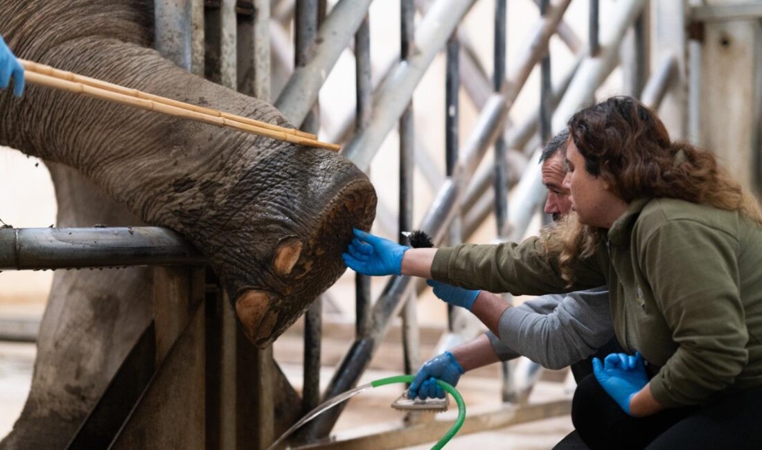 İzmir Büyükşehir Belediyesi Doğal Yaşam Parkı, Türkiye’nin tek fil ailesine
