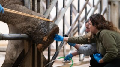 İzmir Büyükşehir Belediyesi Doğal Yaşam Parkı, Türkiye’nin tek fil ailesine