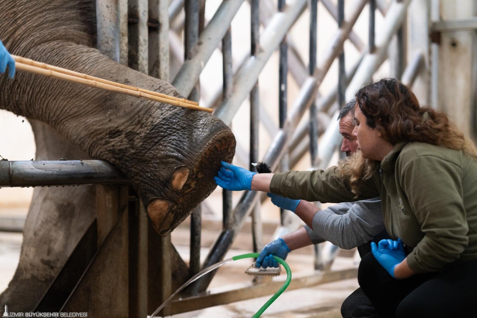 İzmir Büyükşehir Belediyesi Doğal Yaşam Parkı, Türkiye’nin tek fil ailesine