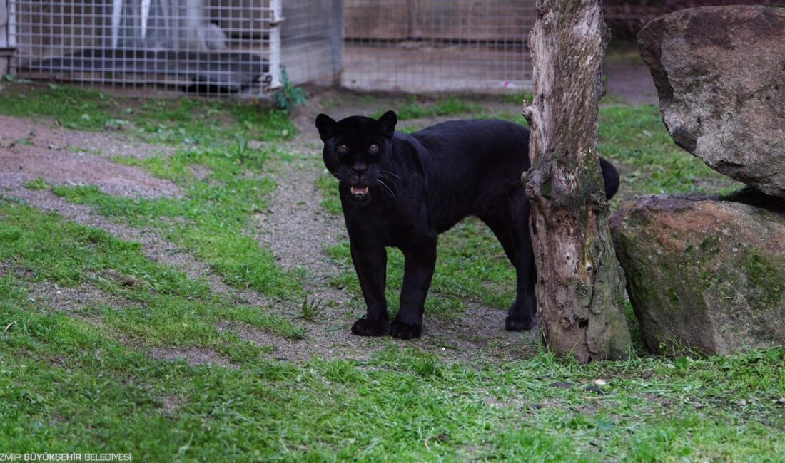 Darıca’dan İzmir’e "huzurlu son günler" için getirilen 18 yaşındaki dişi