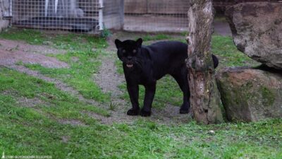 Darıca’dan İzmir’e "huzurlu son günler" için getirilen 18 yaşındaki dişi