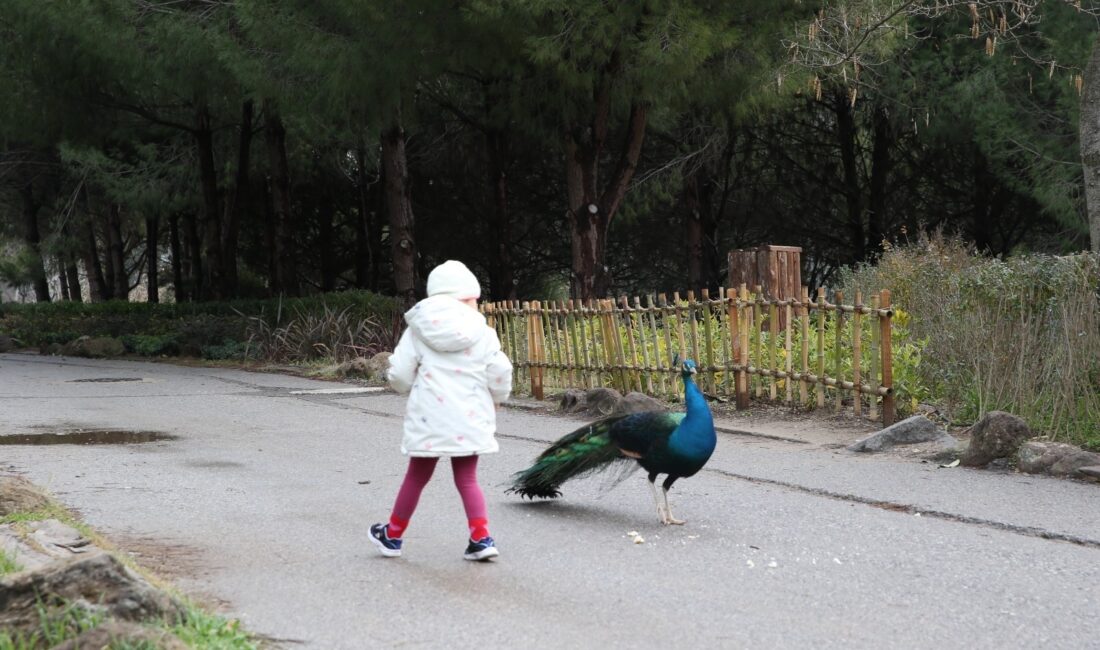 Sömestr tatilinde Çiğli’den Sasalı’ya dev bir neşe köprüsü kuruldu! Çiğli