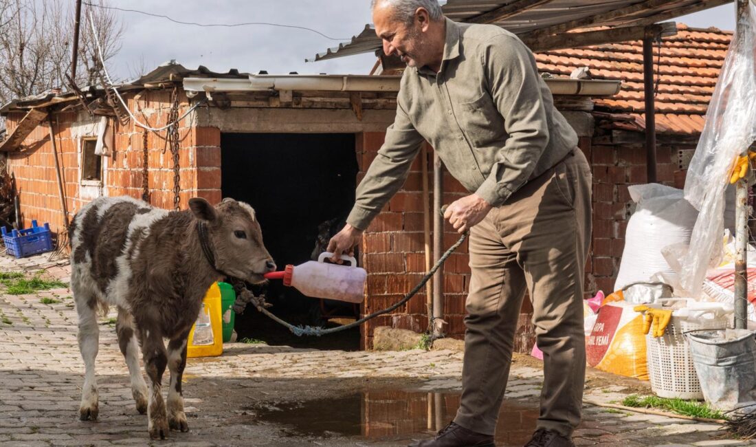 Büyükbaş hayvan varlığıyla Türkiye’nin lideri olan İzmir’de, Büyükşehir Belediyesi özellikle