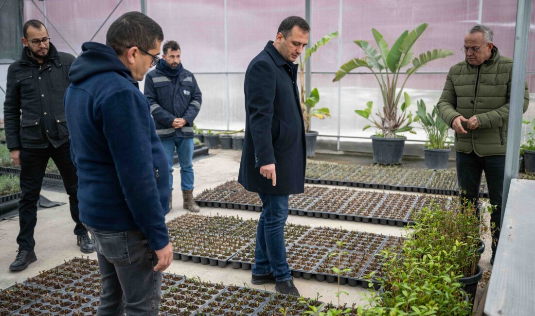 Bornova Belediyesi, Pınarbaşı’ndaki modern fidanlığında 2026 için 75 bin çalı