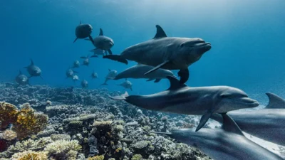David Attenborough’nun büyüleyici anlatımıyla okyanusların sırları İzmir'e geliyor. Denizlerin altındaki