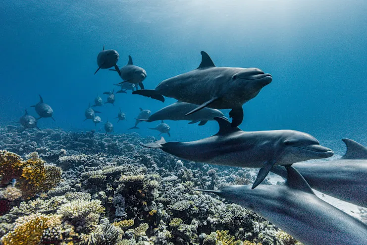 David Attenborough’nun büyüleyici anlatımıyla okyanusların sırları İzmir'e geliyor. Denizlerin altındaki