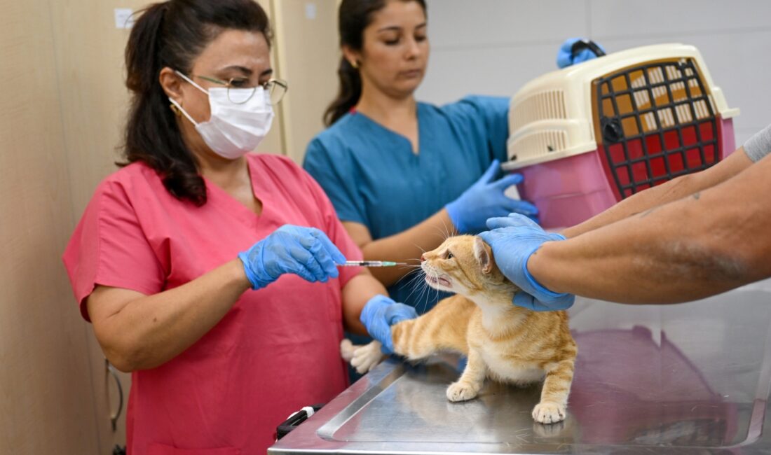 Bornova Belediyesi, sokak hayvanları için vites yükseltti. Yeni açılan klinikte