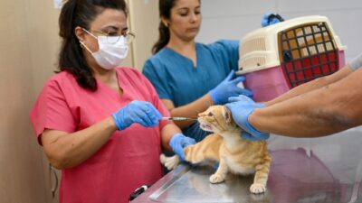 Bornova Belediyesi, sokak hayvanları için vites yükseltti. Yeni açılan klinikte