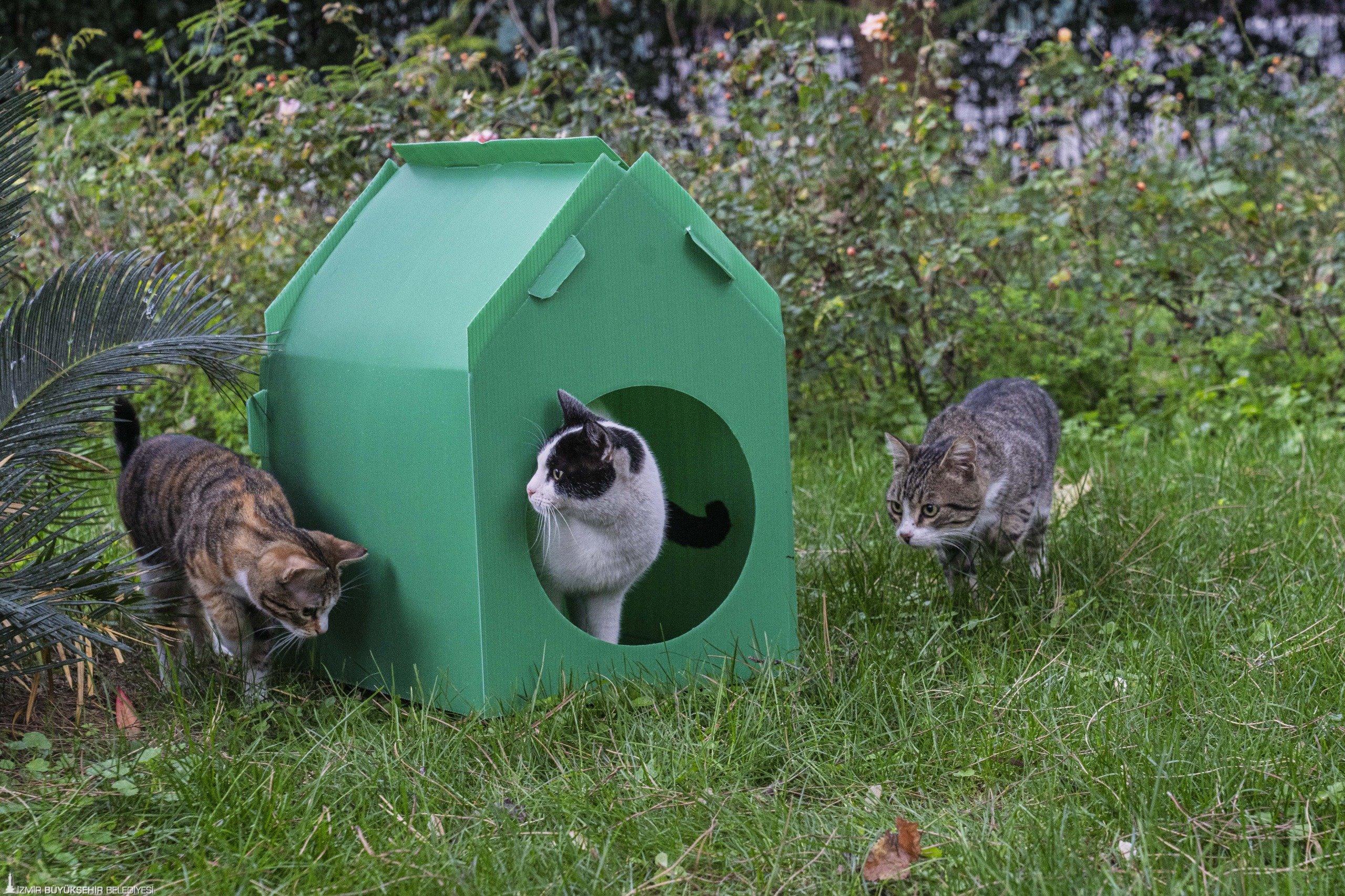 İzmir'de can dostlar için 'sıcak' seferberlik 2 İzmir'de can dostlar için 'sıcak' seferberlik