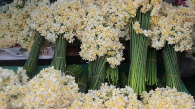 İzmir Büyükşehir Belediyesi’nin deniz ulaşım birimi İZDENİZ, Karaburun’un meşhur nergislerini