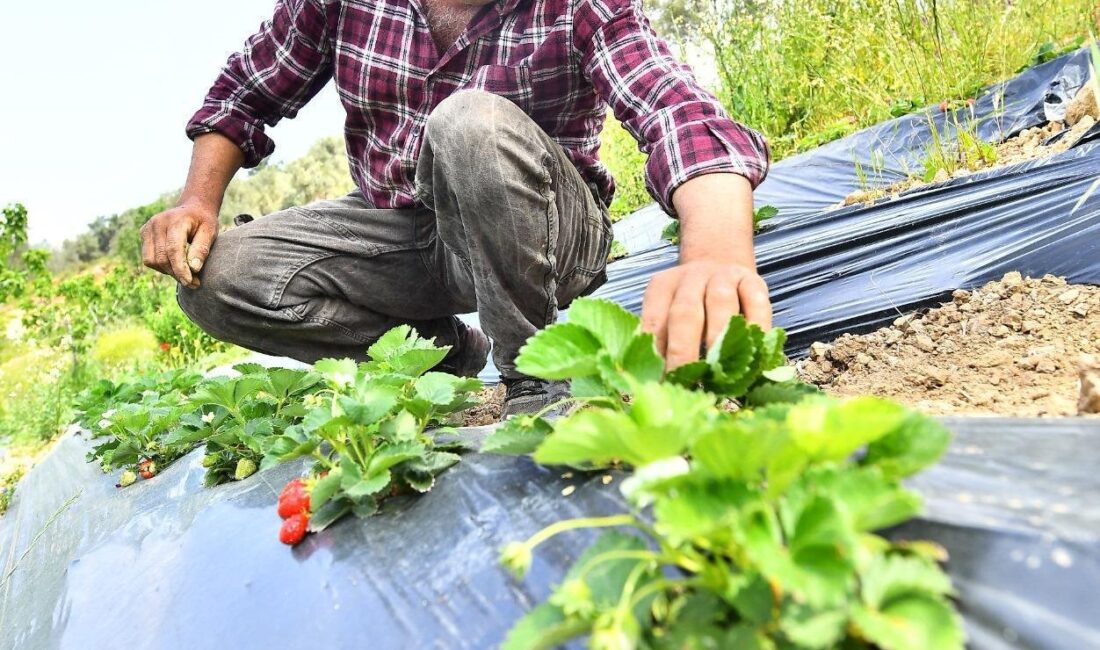 İzmir Büyükşehir Belediyesi, sağlıklı ve güvenilir gıdaya erişimi bir vatandaşlık
