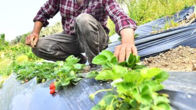 İzmir Büyükşehir Belediyesi, sağlıklı ve güvenilir gıdaya erişimi bir vatandaşlık