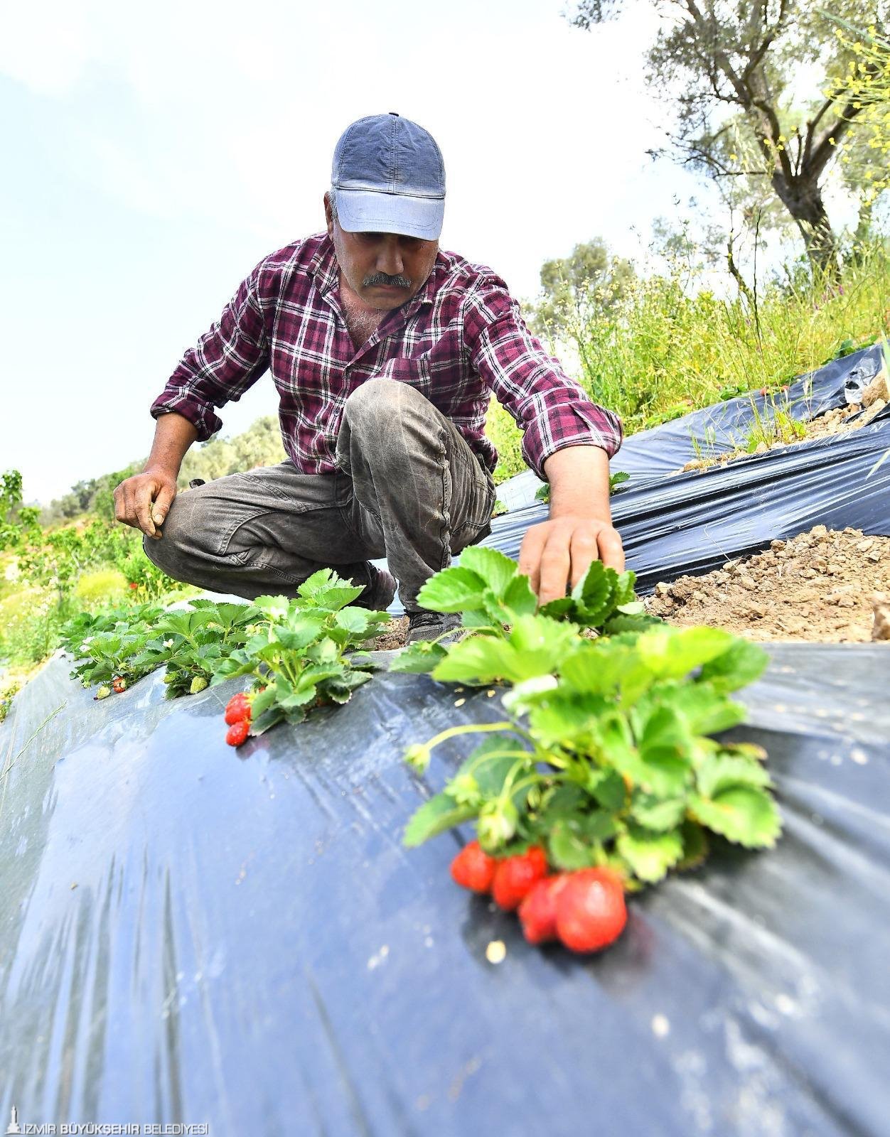 İzmir Büyükşehir Belediyesi, sağlıklı ve güvenilir gıdaya erişimi bir vatandaşlık