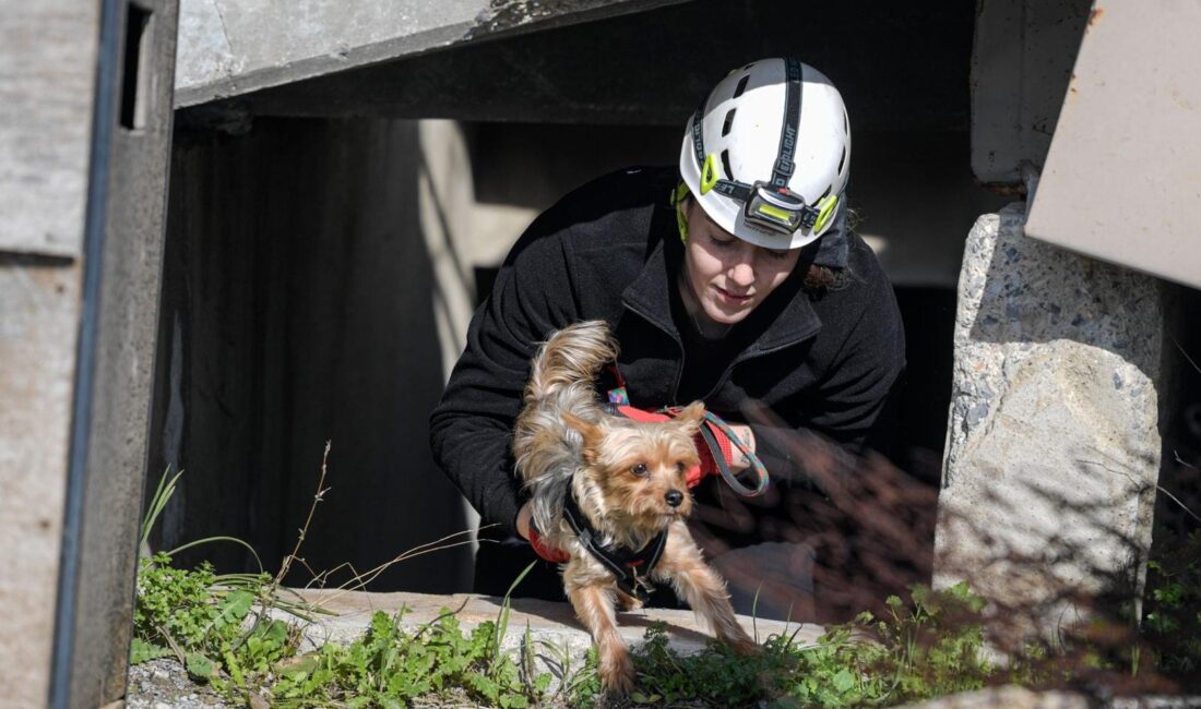İzmir Büyükşehir Belediyesi Veteriner İşleri Dairesi Başkanlığı, ilçe belediyelerindeki veteriner