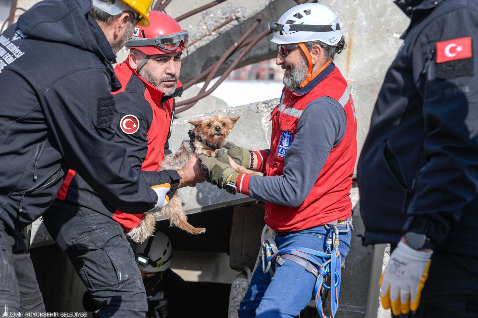 Afetlerde mahsur kalan hayvanlar unutulmayacak: Hiçbir can 'nefessiz' kalmayacak