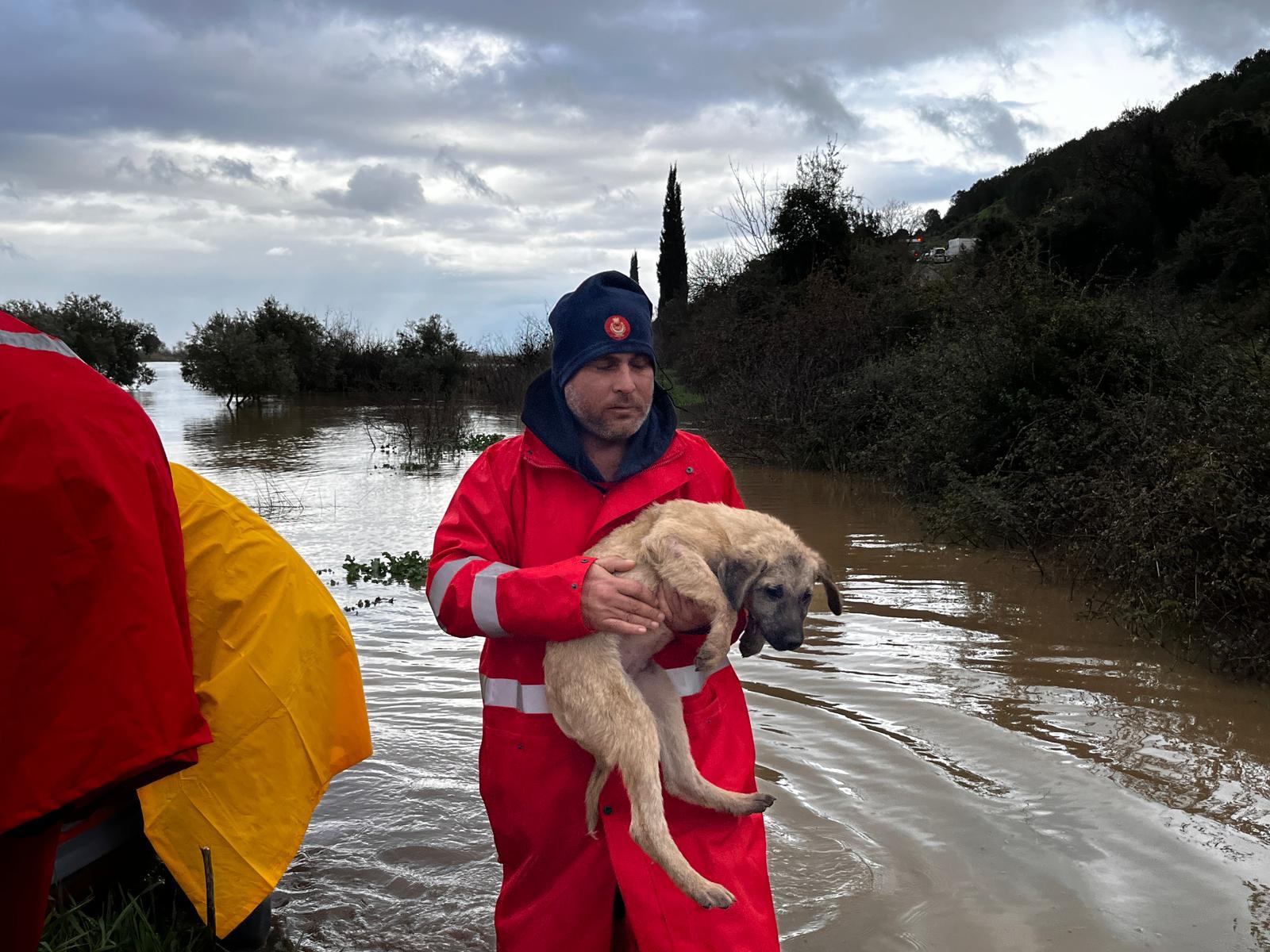 İzmir Büyükşehir Belediyesi’nin yağış seferberliği sürüyor: Mahsur hayvanlar da kurtarılıyor
