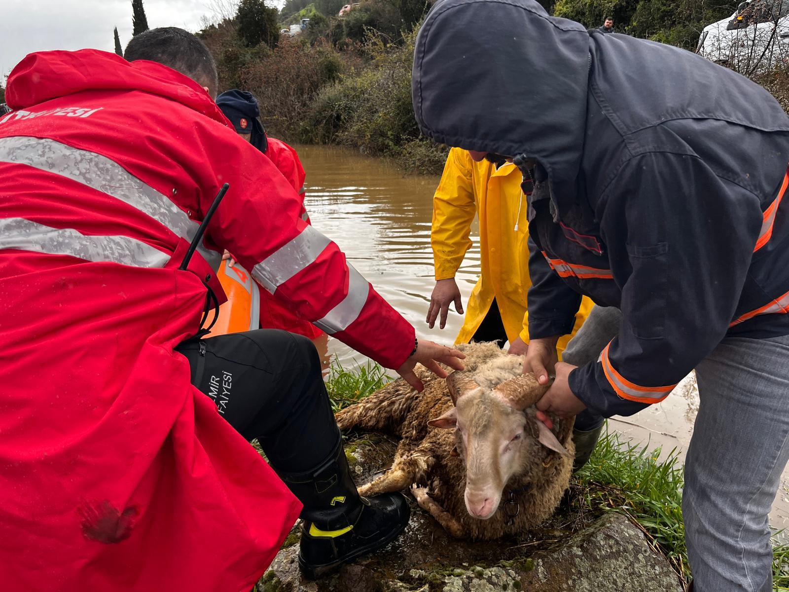 İzmir Büyükşehir Belediyesi’nin yağış seferberliği sürüyor: Mahsur hayvanlar da kurtarılıyor