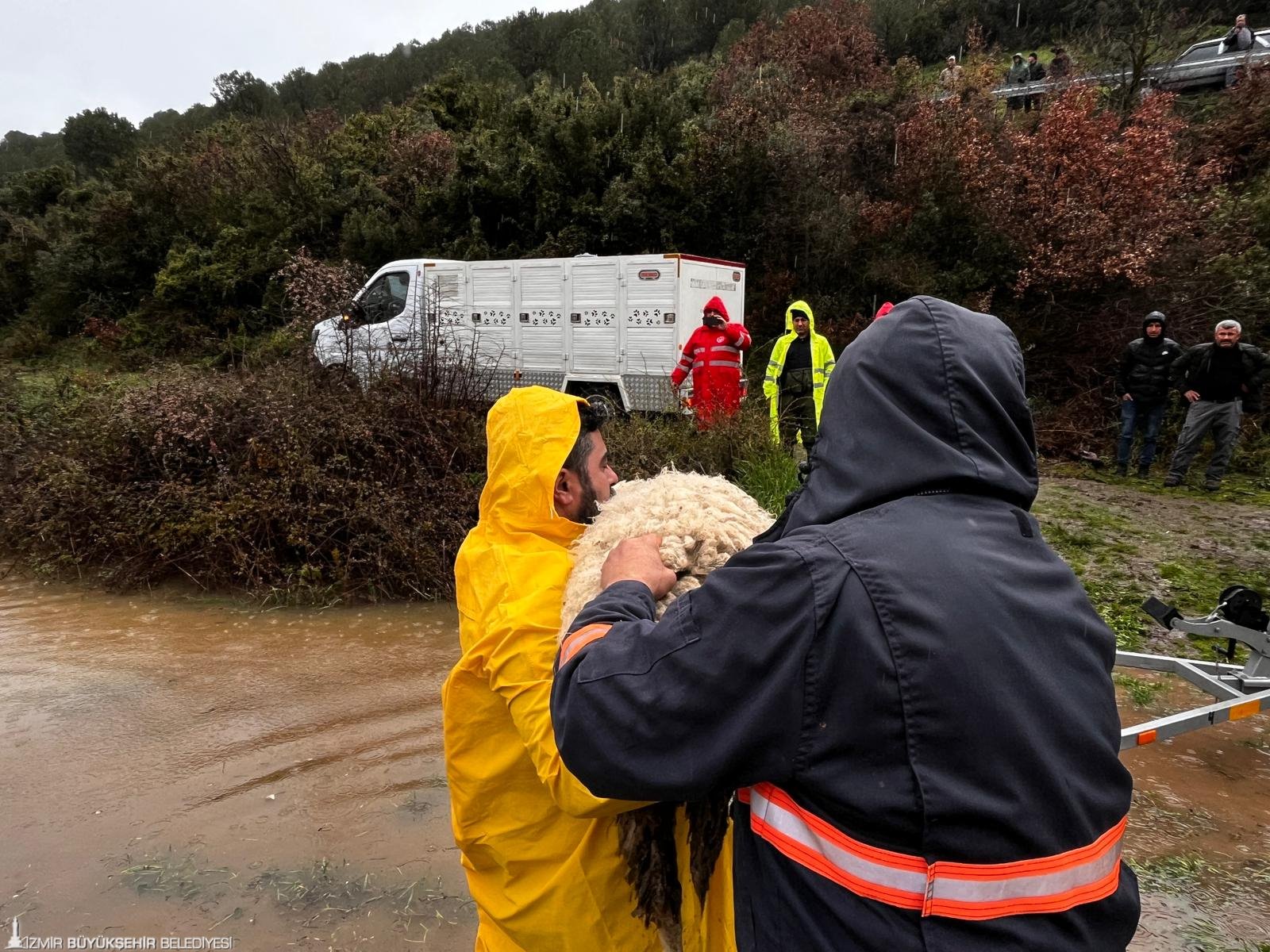 İzmir Büyükşehir Belediyesi’nin yağış seferberliği sürüyor: Mahsur hayvanlar da kurtarılıyor