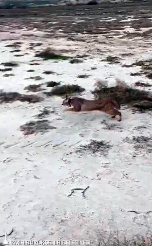 Ağır yaralı Saz Kedisi'nin yoğun tedaviyle mucize dönüşü: Özgürlüğe pençe attı 6 Ağır yaralı Saz Kedisi'nin yoğun tedaviyle mucize dönüşü: Özgürlüğe pençe attı