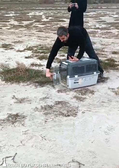 Ağır yaralı Saz Kedisi'nin yoğun tedaviyle mucize dönüşü: Özgürlüğe pençe attı 5 Ağır yaralı Saz Kedisi'nin yoğun tedaviyle mucize dönüşü: Özgürlüğe pençe attı