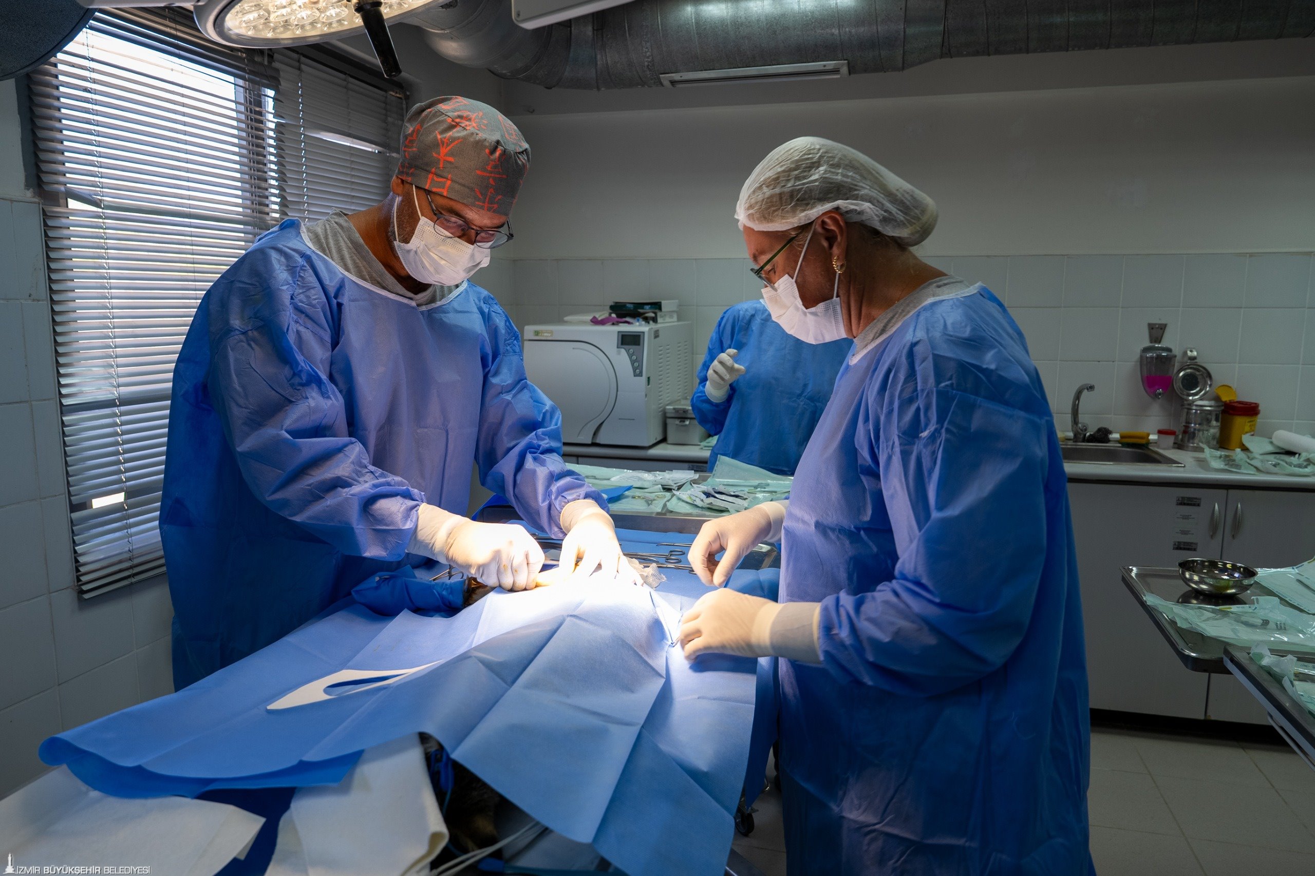 Ağır yaralı Saz Kedisi'nin yoğun tedaviyle mucize dönüşü: Özgürlüğe pençe attı 4 Ağır yaralı Saz Kedisi'nin yoğun tedaviyle mucize dönüşü: Özgürlüğe pençe attı