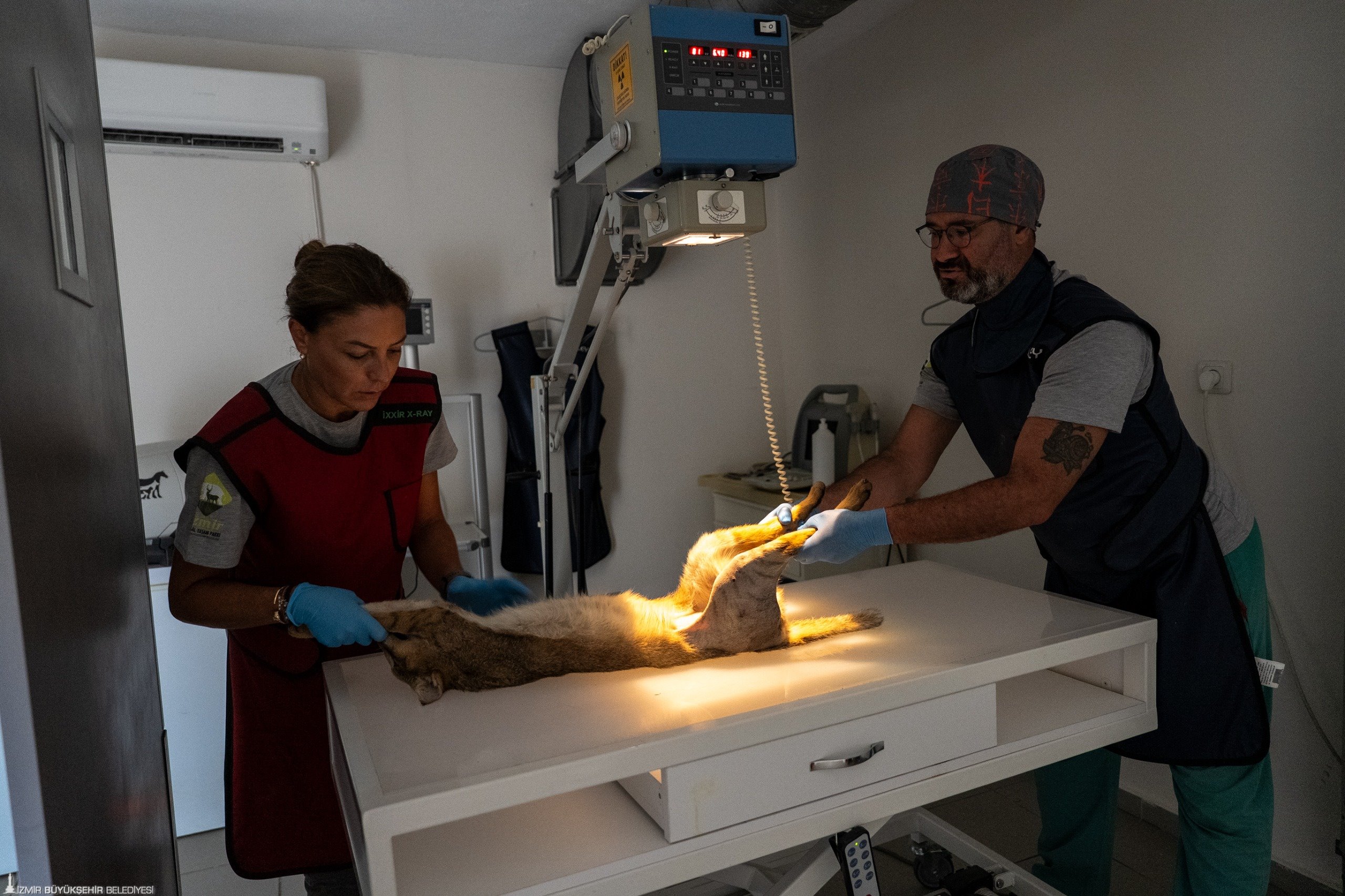 Ağır yaralı Saz Kedisi'nin yoğun tedaviyle mucize dönüşü: Özgürlüğe pençe attı 1 Ağır yaralı Saz Kedisi'nin yoğun tedaviyle mucize dönüşü: Özgürlüğe pençe attı