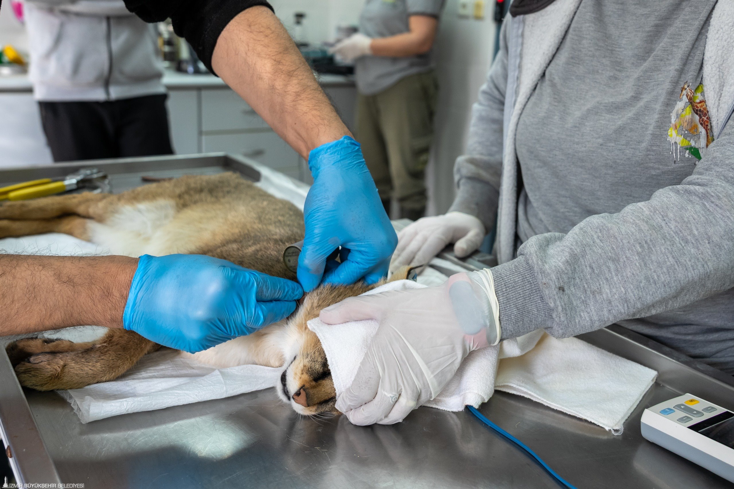 Ağır yaralı Saz Kedisi'nin yoğun tedaviyle mucize dönüşü: Özgürlüğe pençe attı 3 Ağır yaralı Saz Kedisi'nin yoğun tedaviyle mucize dönüşü: Özgürlüğe pençe attı