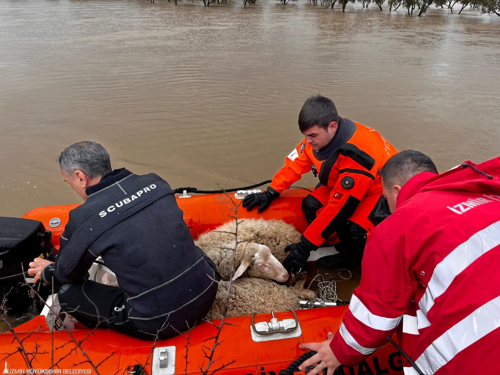 İzmir Büyükşehir Belediyesi’nin yağış seferberliği sürüyor: Mahsur hayvanlar da kurtarılıyor