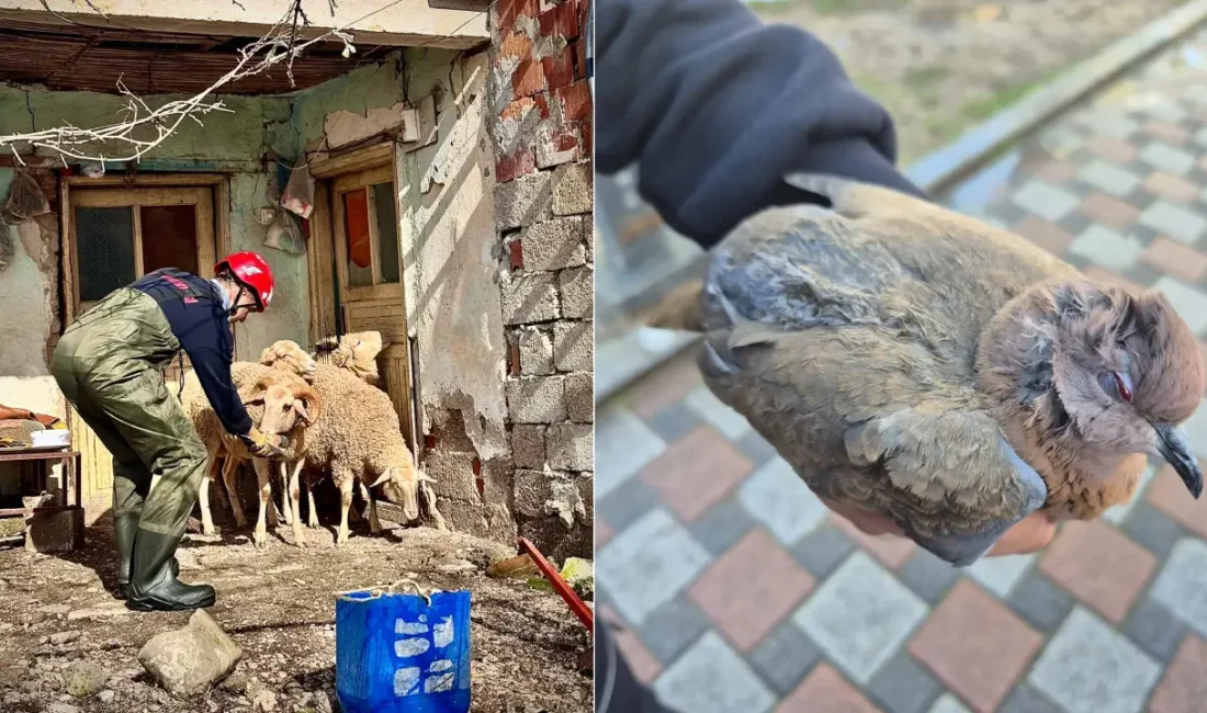 Sel suları ahırları bastı, can dostları mahsur kaldı. İtfaiye erinin