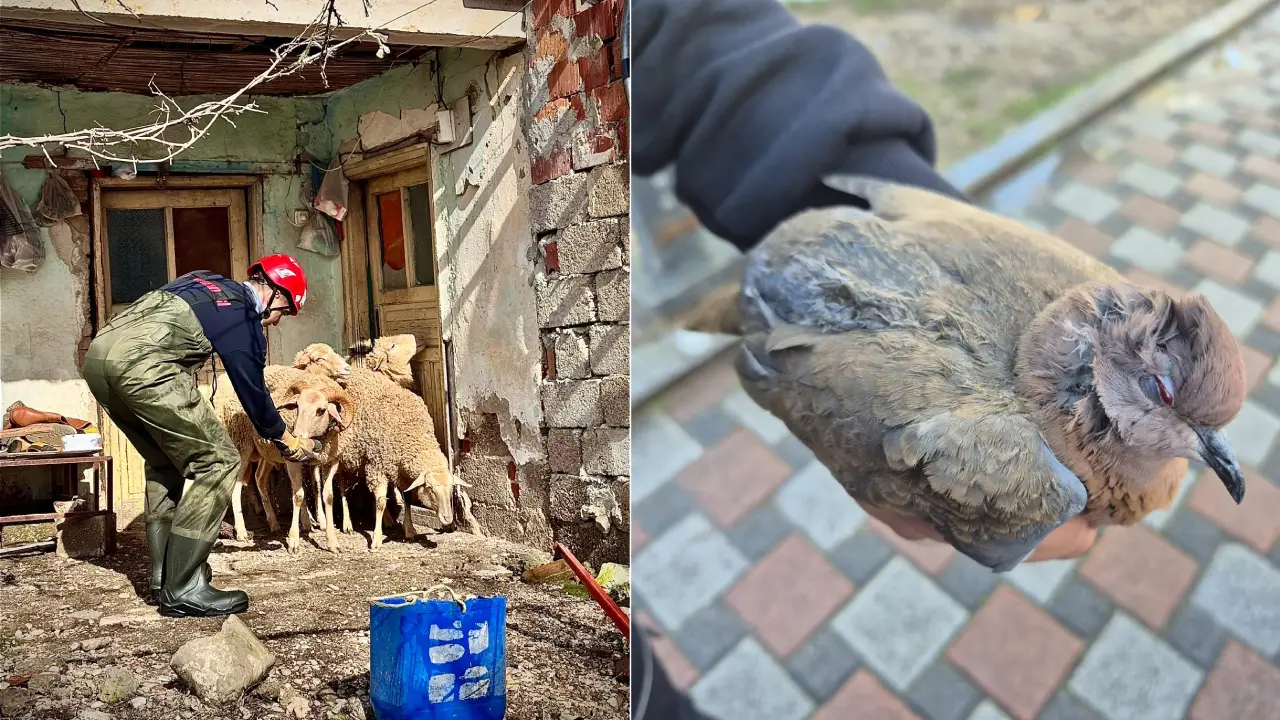Sel suları ahırları bastı, can dostları mahsur kaldı. İtfaiye erinin