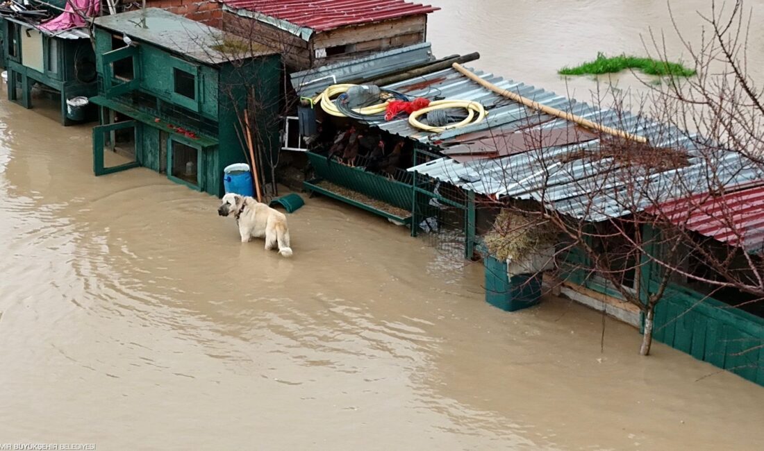 Bergama'da dere taşması sonucu mahsur kalan hayvanlar kurtarılıyor. Karaburun'da yollar