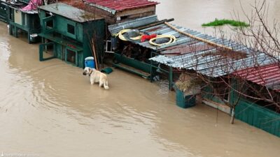 Bergama'da dere taşması sonucu mahsur kalan hayvanlar kurtarılıyor. Karaburun'da yollar