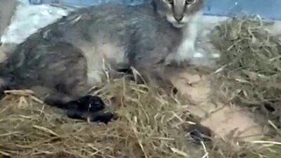 İzmir Doğal Yaşam Parkı, nesli tehdit altındaki yaban hayatı için