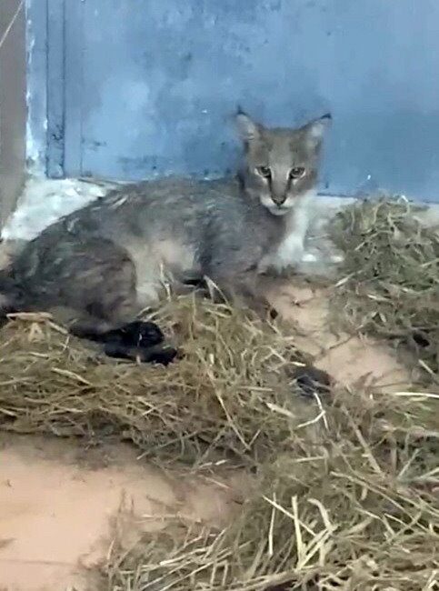 İzmir Doğal Yaşam Parkı, nesli tehdit altındaki yaban hayatı için