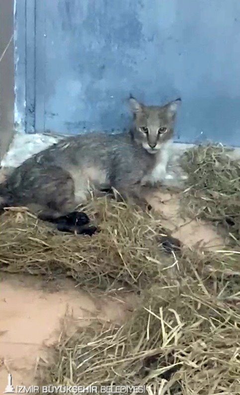 İzmir Doğal Yaşam Parkı, nesli tehdit altındaki yaban hayatı için