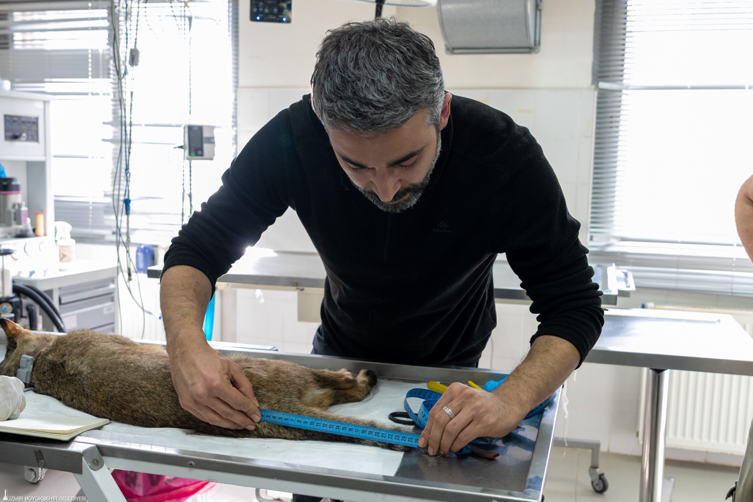 Ağır yaralı Saz Kedisi'nin yoğun tedaviyle mucize dönüşü: Özgürlüğe pençe attı 2 Ağır yaralı Saz Kedisi'nin yoğun tedaviyle mucize dönüşü: Özgürlüğe pençe attı