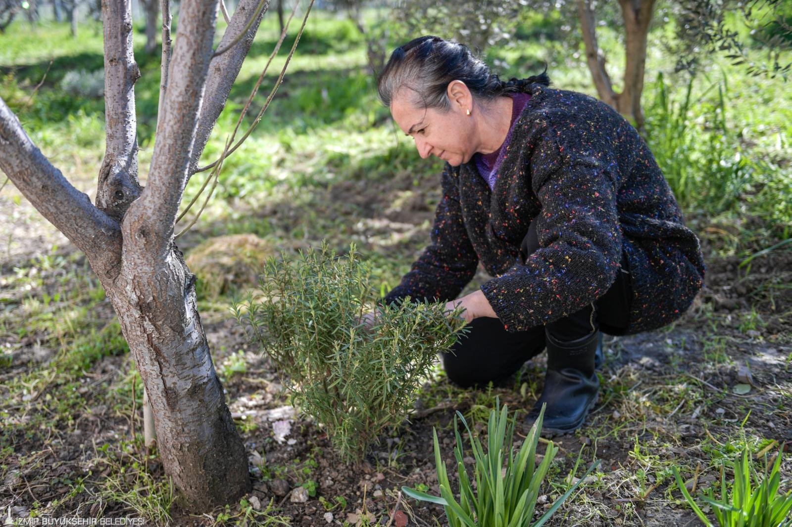 Meslek Fabrikası’ndan Kemalpaşa’ya uzanan başarı: Emekli öğretmen salep üreticisi oldu
